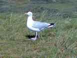 Mve auf Baltrum
