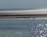 Seehunde bei Norderney
