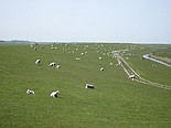 Schafe auf dem Deich